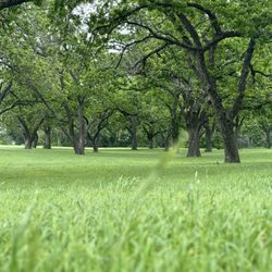 Trees in the park