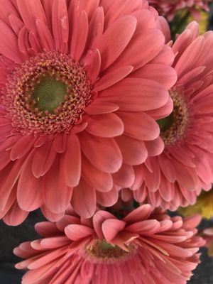 Santa Monica Saturday Pico Farmers Market by null