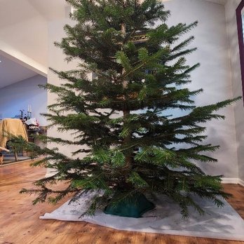 Lee Farms - Noble fir - Christmas Trees Near Me - Tualatin, Oregon Lee Farms - Noble fir - Christmas Trees Near Me - Tualatin, Oregon