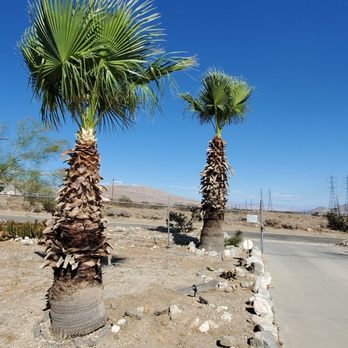 All Around Tree Care - Raggedy palm trees fixed. - Tree Services Near Me