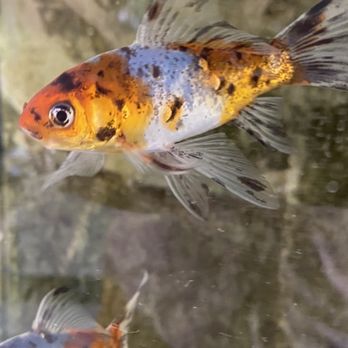 Laguna Koi Ponds - Pretty small koi - Aquarium Services Near Me - Laguna Beach, California Laguna Koi Ponds - Pretty small koi - Aquarium Services Near Me - Laguna Beach, California