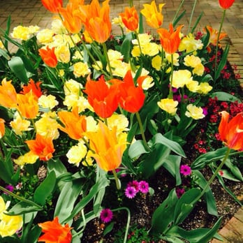 Chicago Botanic Garden - More May tulips - Botanical Gardens Near Me - Glencoe, Illinois