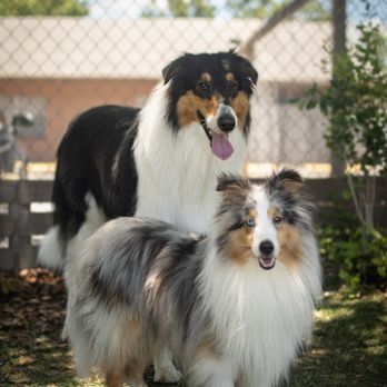 Pawsome Pet Care - Smoke and Bandit - Pet Groomers Near Me - Homosassa, Florida Pawsome Pet Care - Smoke and Bandit - Pet Groomers Near Me - Homosassa, Florida