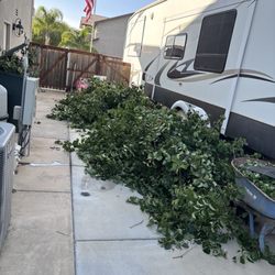 Padillas Landscaping - Piles of trimmed tree branches.