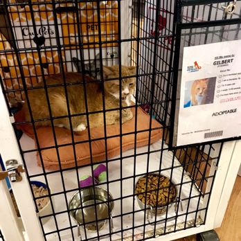 pet supermarket dog crates