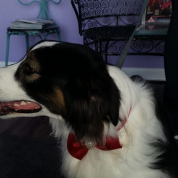 The UpScale Tail Pet Grooming - Naperville - A happy Aussie leaving. They even gave her a little bow! :) - Pet Groomers Near Me - Naperville, Illinois