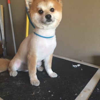 DogGrooming ByAmanda - Pet Adoption Near Me - Oroville, California