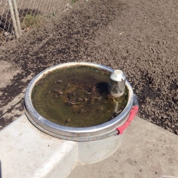 Watson Park - Nasty water fountain! - Dog Parks Near Me - San Jose, California