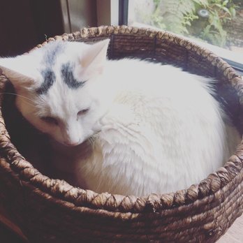 Seattle Meowtropolitan - #cozykitty at the Seattle Meowtropolitan - Themed Cafes Near Me - Seattle, Washington Seattle Meowtropolitan - #cozykitty at the Seattle Meowtropolitan - Themed Cafes Near Me - Seattle, Washington