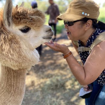 Canzelle Alpacas - Farms Near Me - Carpinteria, California Canzelle Alpacas - Farms Near Me - Carpinteria, California