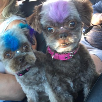 Mostly Mischief - Beauty pageant doggies - Pet Groomers Near Me