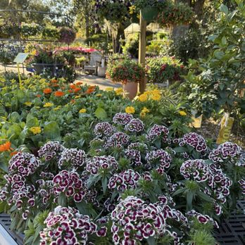 Ace Garden Center - Nurseries & Gardening Near Me - St. Simons, Georgia
