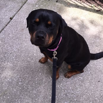 Urban Tailz - Our Shyla loving every minute with Francesca from Urban Tailz - love receiving these pics! - Pet Sitting Near Me - Chicago, Illinois