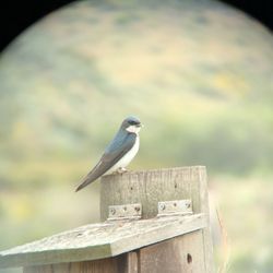 Ballona Wetlands - Tree swallow