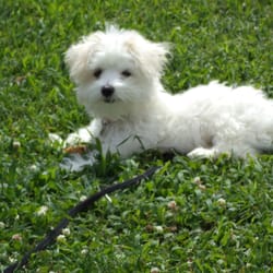 Michael Paul's Dog Training