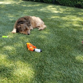ETURF PRO - Our doggy loves the new turf! - Artificial Turf Near Me - Sherman oaks, California