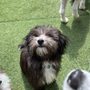 Photo of Camp Bow Wow