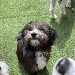 Camp Bow Wow