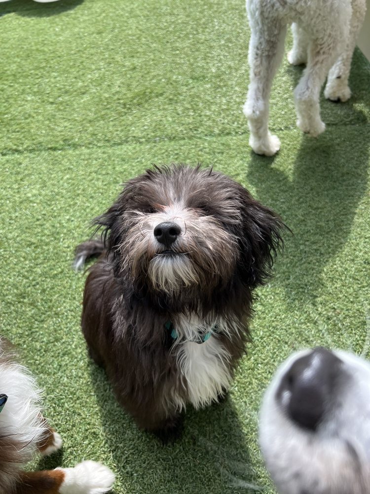 Camp Bow Wow - pet boarding facility in Charlotte, NC