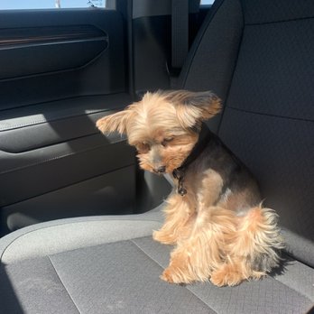 Pawgo - My baby after being groomed by his 3rd different groomer - Pet Groomers Near Me - Phoenix, Arizona Pawgo - My baby after being groomed by his 3rd different groomer - Pet Groomers Near Me - Phoenix, Arizona