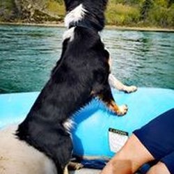 The Jogging Dog - The Jogging Dog