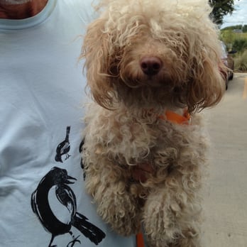 Austin Pet Stylist - Scruffy before Jade tackled her - Pet Groomers Near Me - Austin, Texas Austin Pet Stylist - Scruffy before Jade tackled her - Pet Groomers Near Me - Austin, Texas