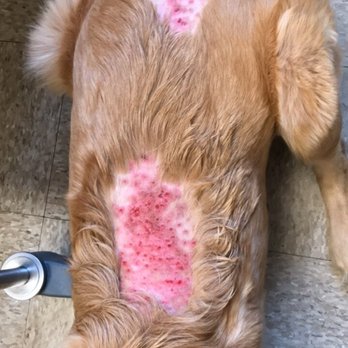Wagging Tails Pet Resort - This is Jan 7th, after hair cut - Pet Sitting Near Me - Tempe, Arizona