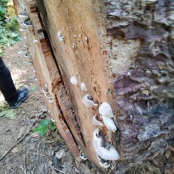 The FUNGUS among us!