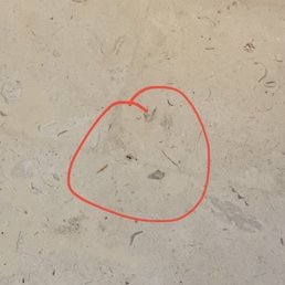 Ants