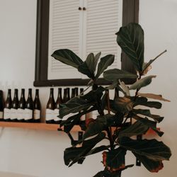 Frequency Wine