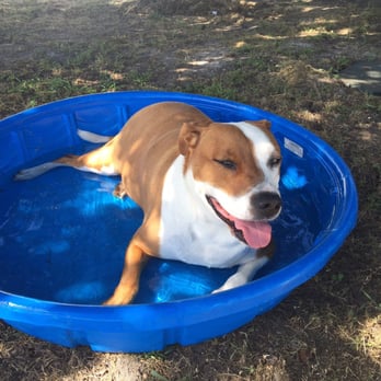 Rockwall Dog Park - Big Jake cooling down - Dog Parks Near Me - Rockwall, Texas Rockwall Dog Park - Big Jake cooling down - Dog Parks Near Me - Rockwall, Texas
