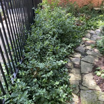 Cityscape Landscape - My garden before - Landscaping Near Me - Chicago, Illinois