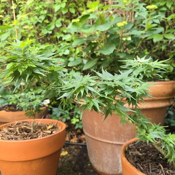 Metro Maples - Mikawa - Nurseries & Gardening Near Me - Fort Worth, Texas