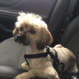 "I don't always go to the vet, but when I do, I choose Bigger Rd"-the most interesting dog in the world
