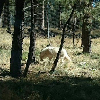 Bearizona - Zoos Near Me - Williams, Arizona