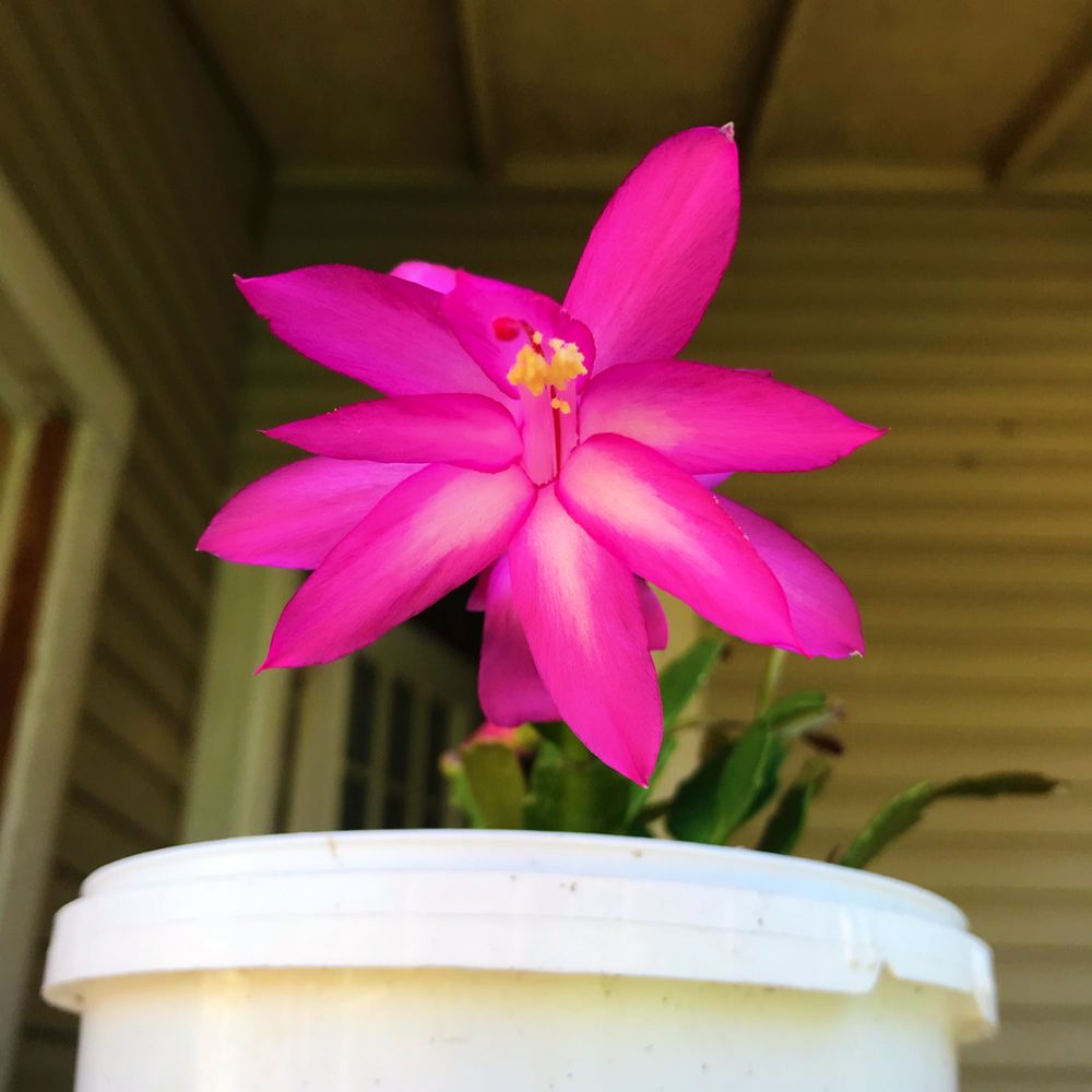 GREEN THUMB NURSERIES Request a Quote 20 Photos 1110 Park Ave S