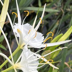 St Gemme de Beauvais - Some of the lilies that bloom around the stocked pond