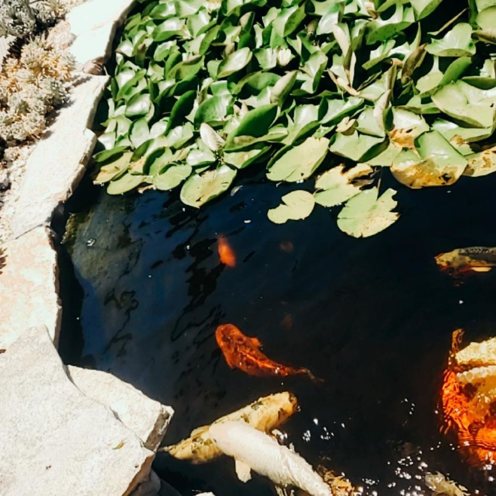 Poot's Cactus Nursery - Nurseries & Gardening Near Me - Ripon, California Poot's Cactus Nursery - Nurseries & Gardening Near Me - Ripon, California