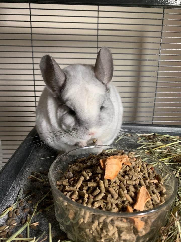 SAFE AT HOME PETSITTING 20 Photos Urban Honolulu, Hawaii Pet