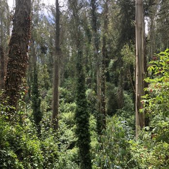 Mount Sutro - Parks Near Me - San Francisco, California