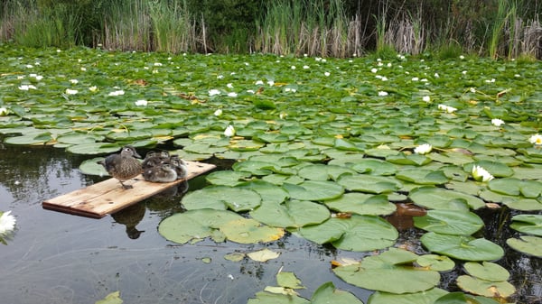 University of Washington Waterfront Activities Center (WAC) by null