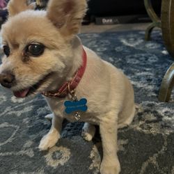 Groomingdale's - Pomeranian, female 14 years old .  Pretty Jackson