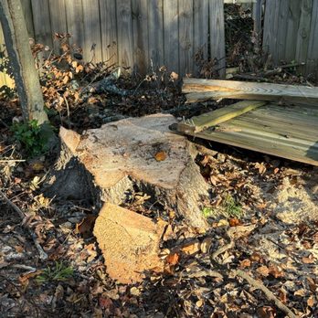 Swamp Rabbit Tree Co - Tree Services Near Me - Greenville, South Carolina Swamp Rabbit Tree Co - Tree Services Near Me - Greenville, South Carolina