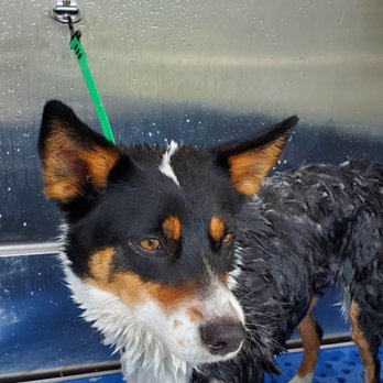 Healthy Pet - Great wash station! - Pet Stores Near Me - Austin, Texas Healthy Pet - Great wash station! - Pet Stores Near Me - Austin, Texas