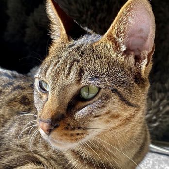 Snow Canyon Savannahs - F3 Shujaa. Incredibly beautiful, loving, sweet, intelligent cat!! - Pet Stores Near Me Snow Canyon Savannahs - F3 Shujaa. Incredibly beautiful, loving, sweet, intelligent cat!! - Pet Stores Near Me
