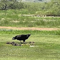 Mountain View Golf Course - Turkey Vulture