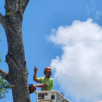 Anytime Arbor Care - man on a tree prunizing a tree - Tree Services Near Me Anytime Arbor Care - man on a tree prunizing a tree - Tree Services Near Me