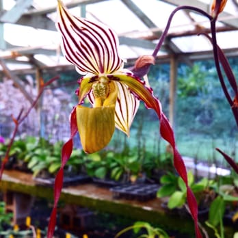 Kawamoto Orchid Nursery - Paphiopedilum phillippinense var. roebelennii 'Justice' - Nurseries & Gardening Near Me - Honolulu, Hawaii Kawamoto Orchid Nursery - Paphiopedilum phillippinense var. roebelennii 'Justice' - Nurseries & Gardening Near Me - Honolulu, Hawaii