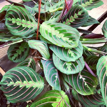 OC Succulents - Nurseries & Gardening Near Me - Irvine, California