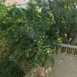 A tree that was growing right next to the deck. They recommended removing it.